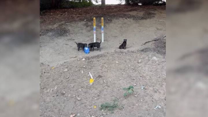 3 Frightened Puppies Waited Under A California Freeway For Months Until Kind Strangers Finally Found Them