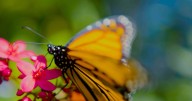 Colorado home builders, conservation groups team up to help protect monarch butterflies