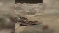 Video: Four-foot Rock Python found near City College in Hyderabad