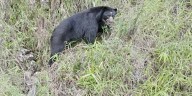 Oso andino reaparece en Boyacá, autoridades llaman a protegerlo