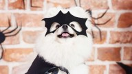 5 Disfraces para perros pequeños con los que puedes vestir a su mascota en Halloween 2025