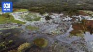 Mount Burr Swamp thriving after rehabilitation from farmland