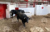 Ya en Plaza Balderas, toros de segunda corrida de la temporada taurina 2025