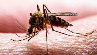 New study debunks myth of the ‘London Underground mosquito’