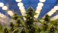 El Gobierno aprueba el uso medicinal de cannabis en casos donde los tratamientos convencionales no son eficaces