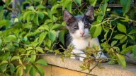 Los gatos domésticos impactan en la fauna silvestre