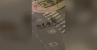 Vídeo | Una familia de jabalíes se pasea por Vasco Díaz Tanco, en Ourense