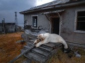 Captan en Rusia a osos polares resguardarse en estación de policía abandonada
