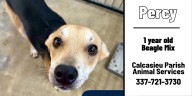 Calcasieu shelter dogs hoping to be your forever friend for Halloween