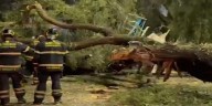Tráiler choca contra un árbol y ocasiona tránsito lento en avenida Zaragoza