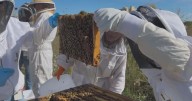 Colorado State University launches first honeybee veterinary science course