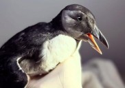 A puffin not normally seen inland was found in Wrentham, Massachusetts; seabird rehabbing in Rhode Island