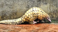 Female Indian pangolin rescued from wire mesh in Maharashtra's Karad