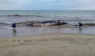 Hallan ballena jorobada muerta en Tumbes: Investigan enmallamiento con redes de pesca como causa de muerte