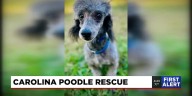 4 Legged Friends: Bullet
