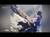 Dramatic video shows firefighters rescuing dog stranded on cliffside