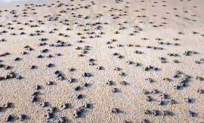 Gahirmatha faces ecological crisis