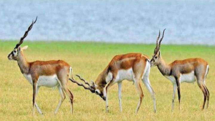 45 blackbucks captured, released into Gandhi Sagar Sanctuary