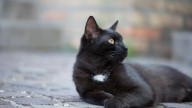 Halloween y gatos negros: razones por las que corren peligro
