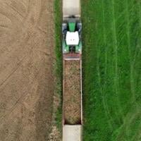 Record potato harvest is no boon in fries
