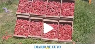 Viral: venden frutillas en la ruta, pero en el puesto muestran réplicas de piedra pintada