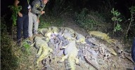 Hallan más de 40 caimanes muertos y sin cuero en Bolivia