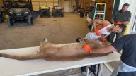 Mountain lion dead after collision on Arkansas highway