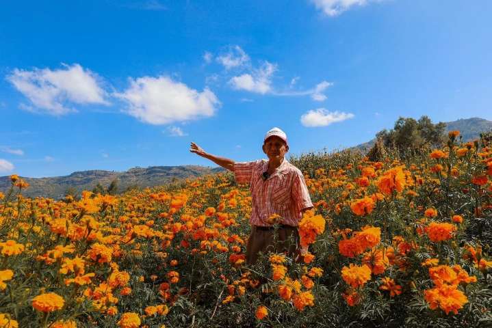 El Gobierno de Texcoco impulsa rutas para que productores comercialicen la flor de cempasúchil