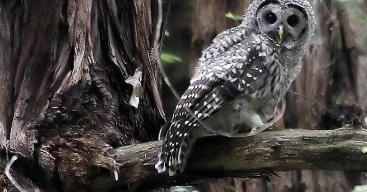 Plan to kill 450,000 owls creates odd political bedfellows