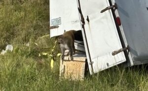 ‘Aggressive’ research monkeys escape after truck crashes in Mississippi