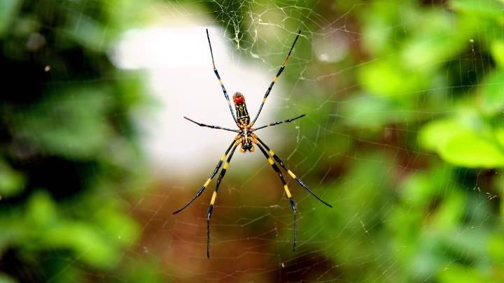 2025 Joro Spider Spotting Contest