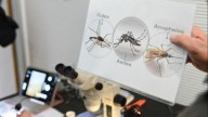 Objetivo Dengue: cómo funciona la red de monitoreo que permitió detectar la presencia del mosquito