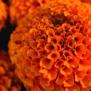 Ya están llegando…