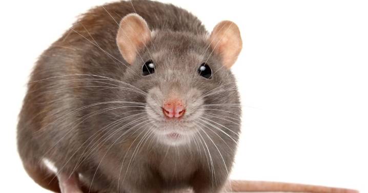 Horror rat poisoning mystery sparks fears as child is one of FIVE victims in same town