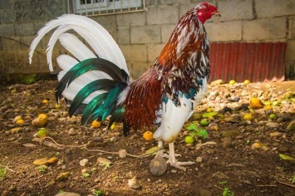 Video.- Hombre muere tras ser atacado por su propio gallo de pelea en Perú