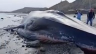 Tumbes: Ballena azul de más de 22 metros apareció muerta en playa El Rubio
