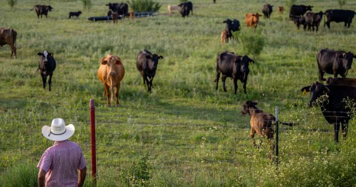 'A slap in the face': Ranchers feel betrayed by Trump's plan to buy Argentine beef