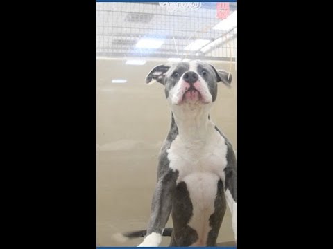 48 dogs need immediate homes