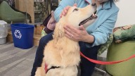 Therapy dog sessions return to library — and they aren't just for kids