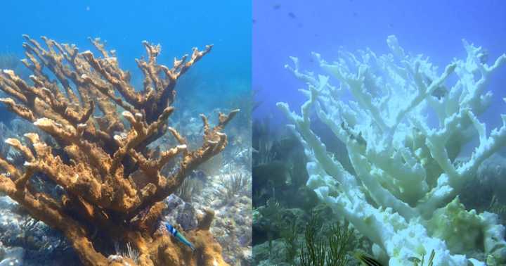 Marine heat wave caused key part of Florida's coral reef to become "functionally extinct," report says