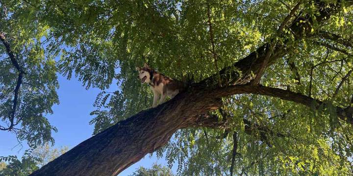 Squirrel chase leads a husky up a tree