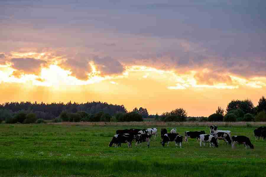 Cover Crop and Grazing Field Day to Be Held Near Osage Nov. 13