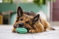 13 Confident Dog Breeds That Own Every Space