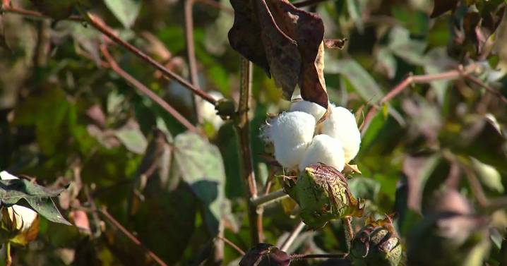 3 IN YOUR TOWN: From farm to stuffed animals - a lesson in cotton at Aubrie Smith Farms