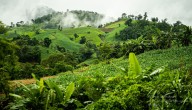 🌿 Impactante hallazgo en Perú: descubren 27 nuevas especies en plena selva amazónica
