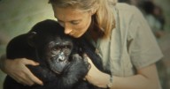 Muere a los 91 años Jane Goodall, experta mundial en chimpancés e icono de la ecología del siglo XX