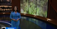 Family of dog abandoned during Hurricane Milton reacts to "Trooper's Law"