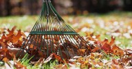 Need to dispose of leaves in Charleston? Here's the fall leaf collection schedule