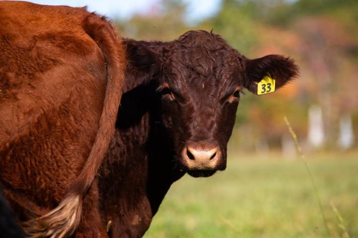 Maine farmers, restaurants struggle with rising cost of beef