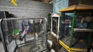 Desmantelan un criadero de animales en A Coruña tras encontrar 250 cadáveres de perros y aves, algunos momificados